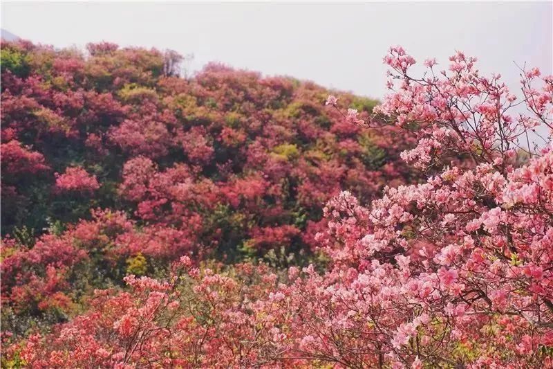 映山紅