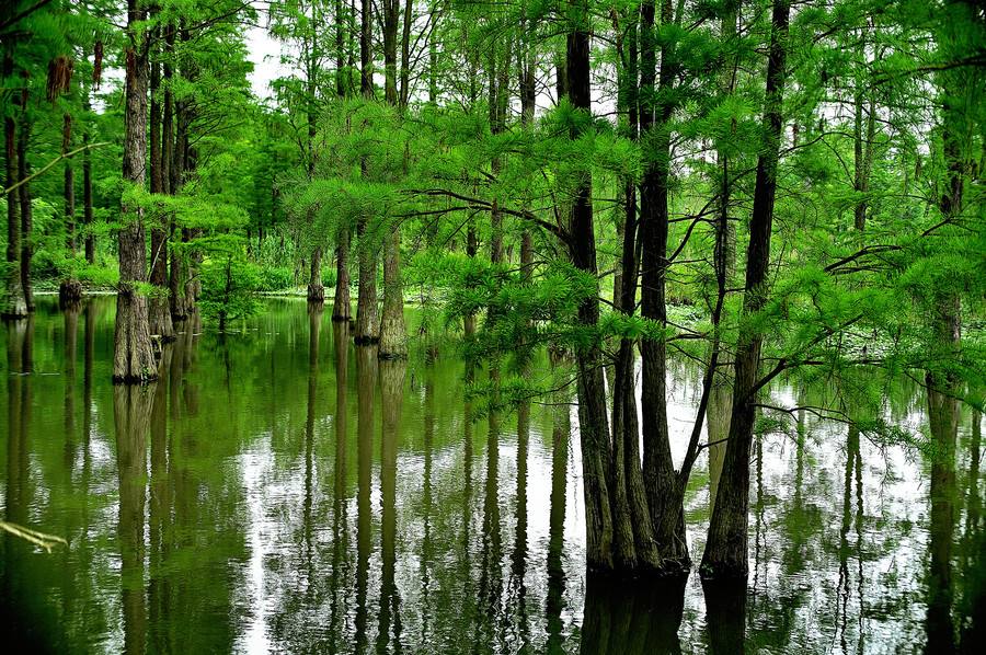 上海最全郊區(qū)郊野公園推薦,景美人少不要錢