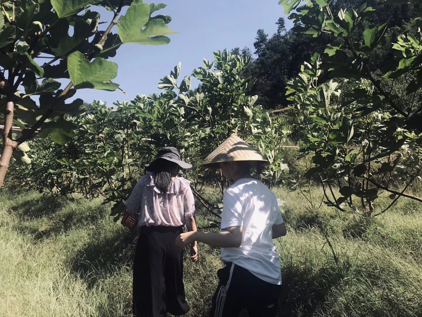 上海周邊水果采摘樂(lè)園