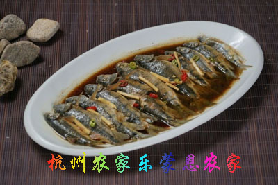 野生石斑魚(yú)