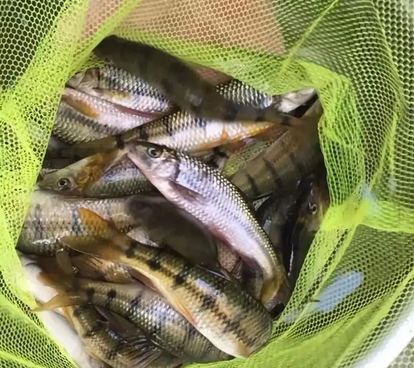 農家樂釣魚好去處浙江桐廬（上海附近休閑釣魚農家樂推薦）