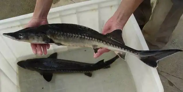 農家樂釣魚好去處浙江桐廬（上海附近休閑釣魚農家樂推薦）