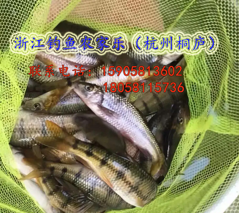 蘇州周邊十大釣魚(yú)好去處（二日游適合農(nóng)家樂(lè)親子游）